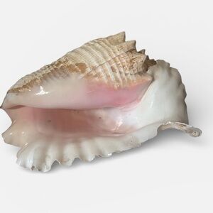 Aliger Gigas Pink Queen Conch Seashell 11” Large Specimen Sea Shell